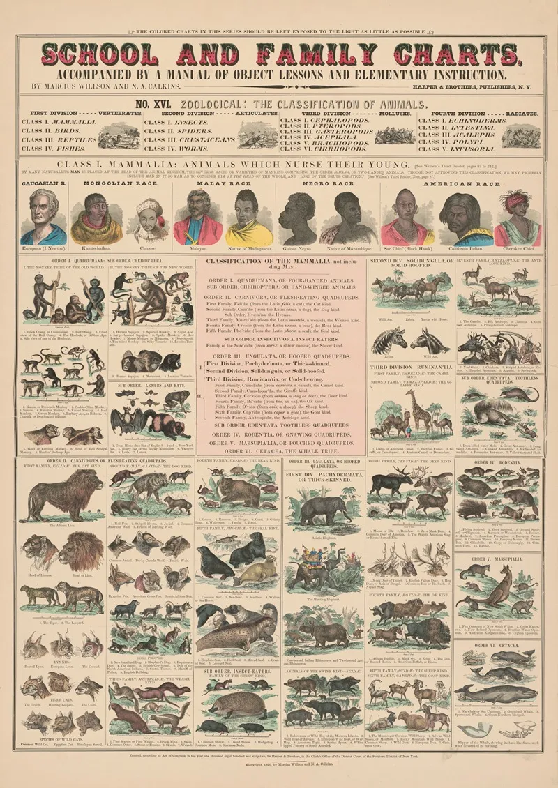 No Xvi Zoological by Marcius Willson - Canvas Print