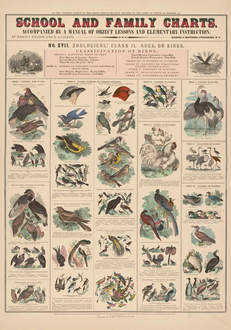 No Xvii Zoological by Marcius Willson - Canvas Print