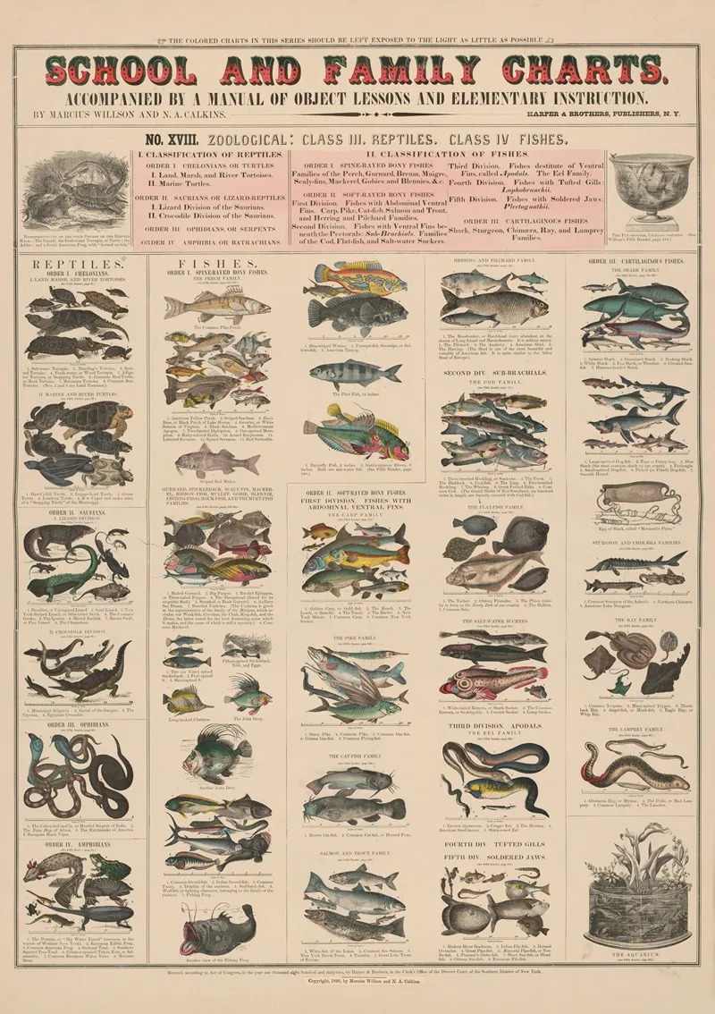 No Xviii Zoological by Marcius Willson - Canvas Print