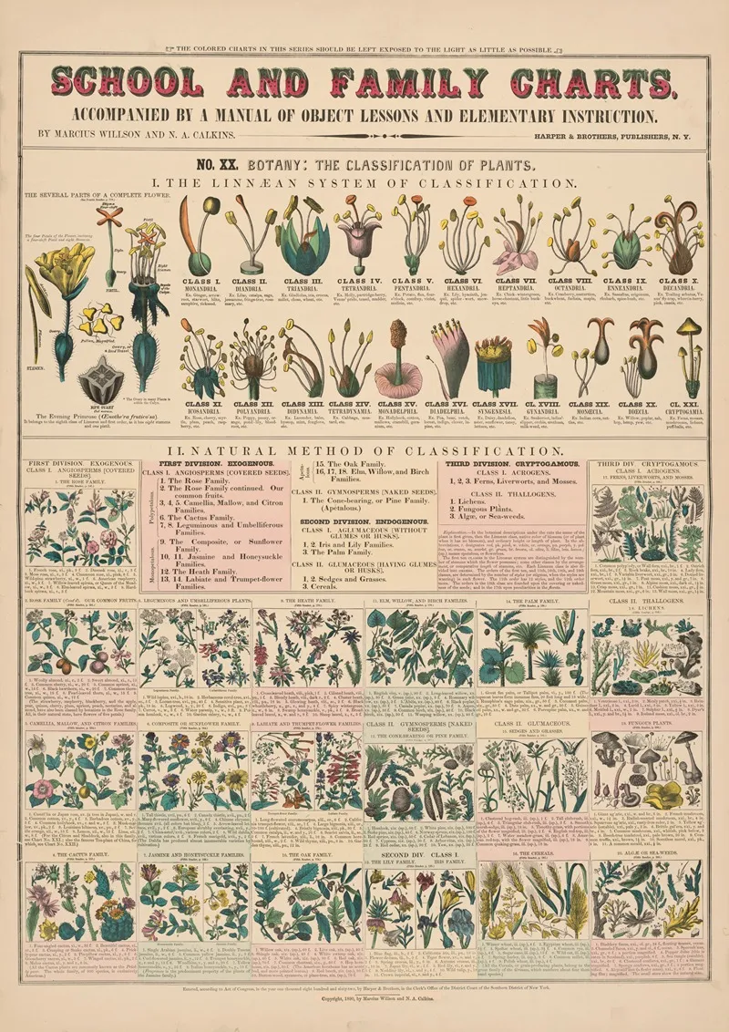 No Xx Botany by Marcius Willson - Canvas Print