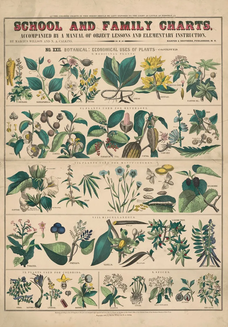 No Xxi Botany by Marcius Willson - Canvas Print