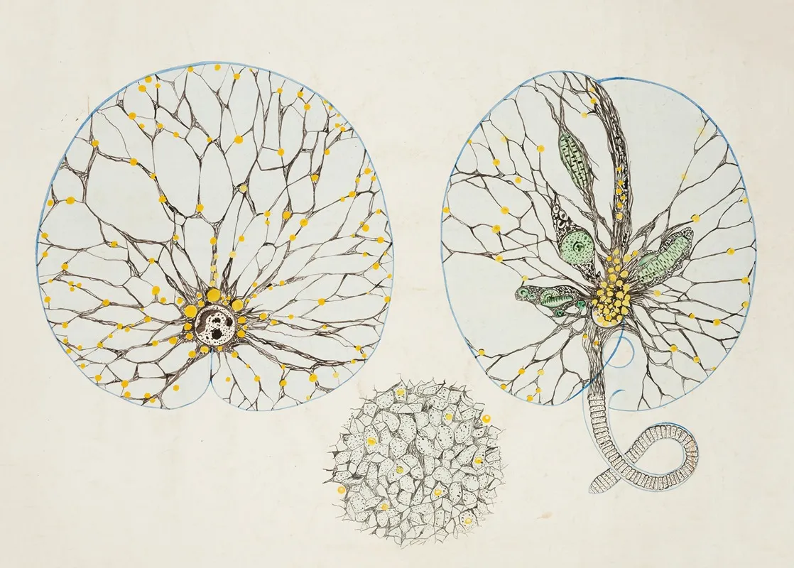 Noctiluca Scintillans