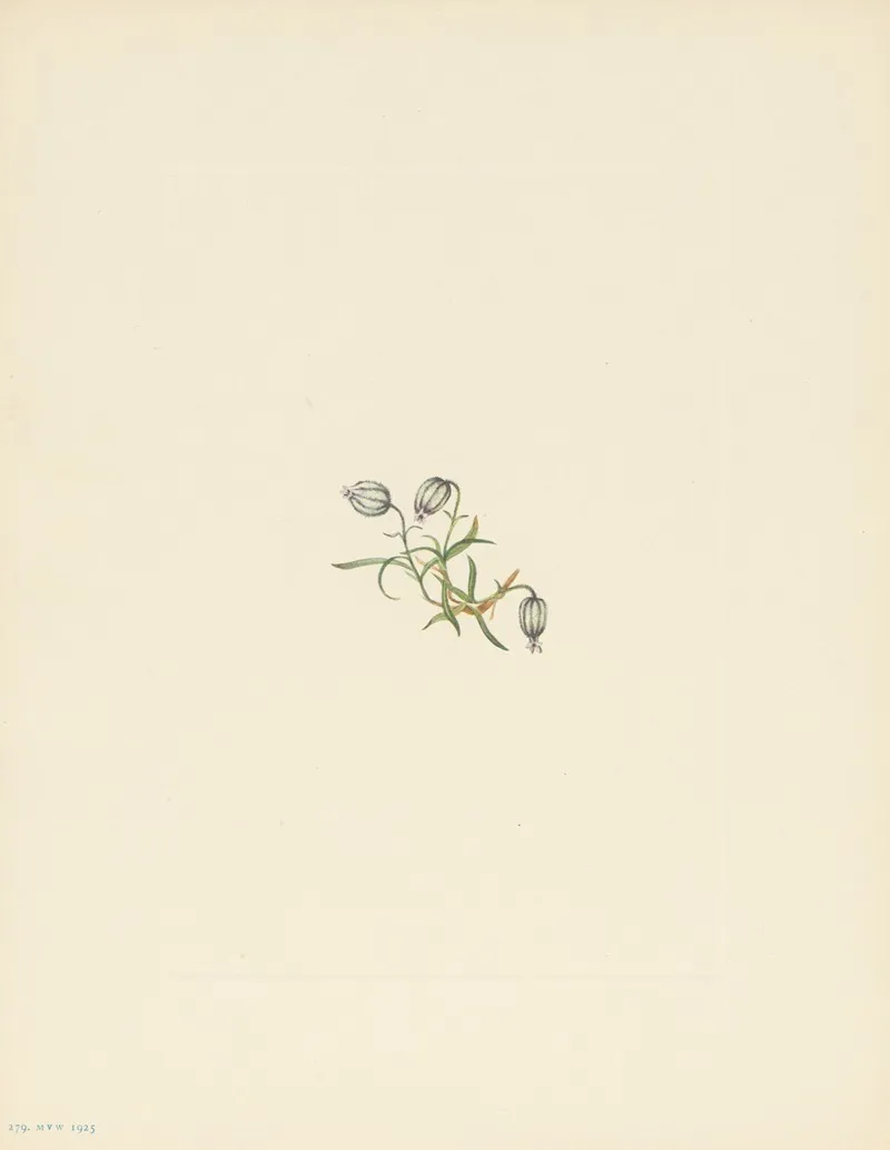 Nodding Campion Lychnis Apetala 3