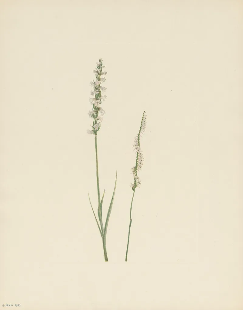 Nodding Ladies Tresses Ibidium Cernuum