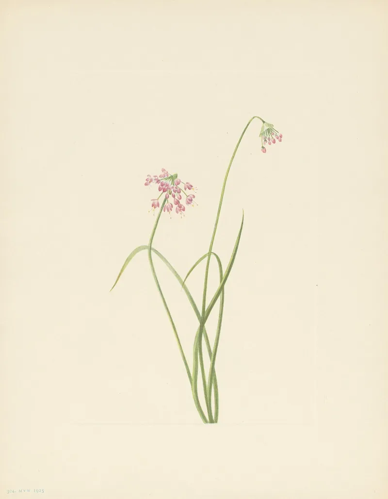 Nodding Onion Allium Cernuum 3