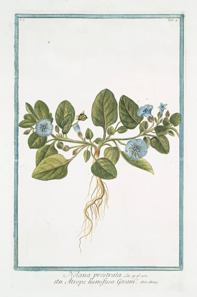 Nolana Prostrata An Atropa Humifusa Govani Trailing Nolana