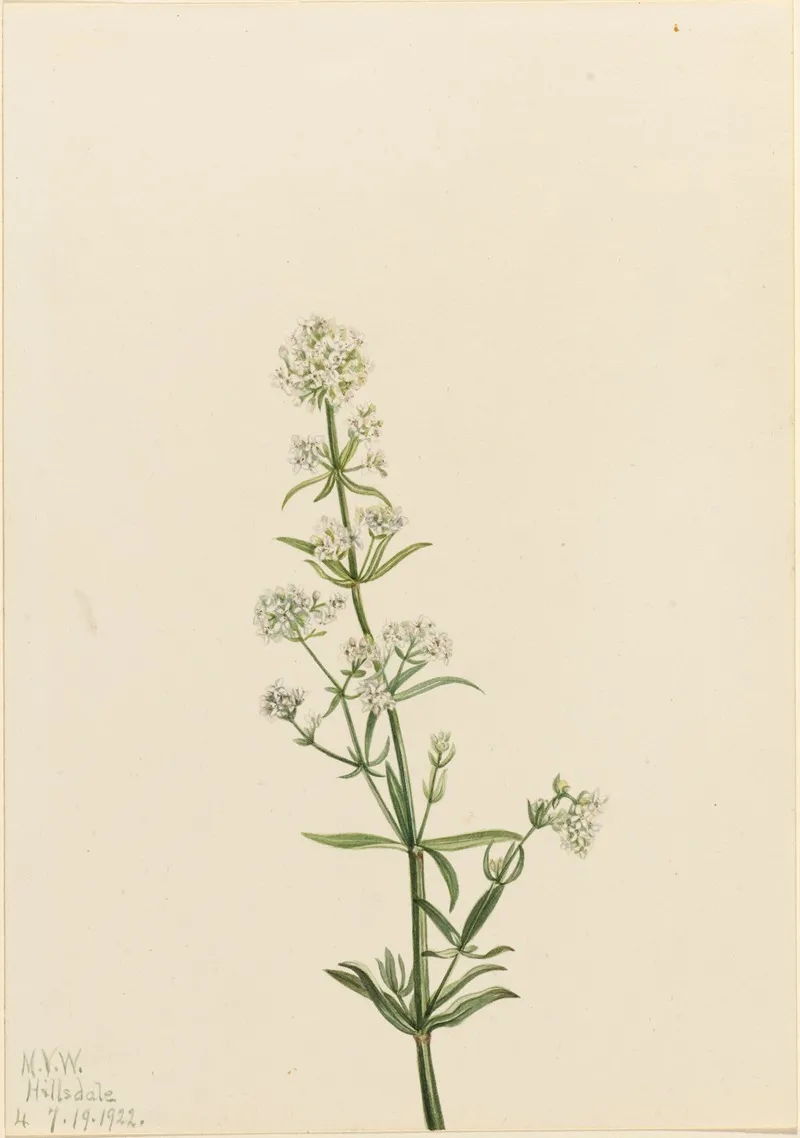 Northern Bedstraw Galium Boreale 2