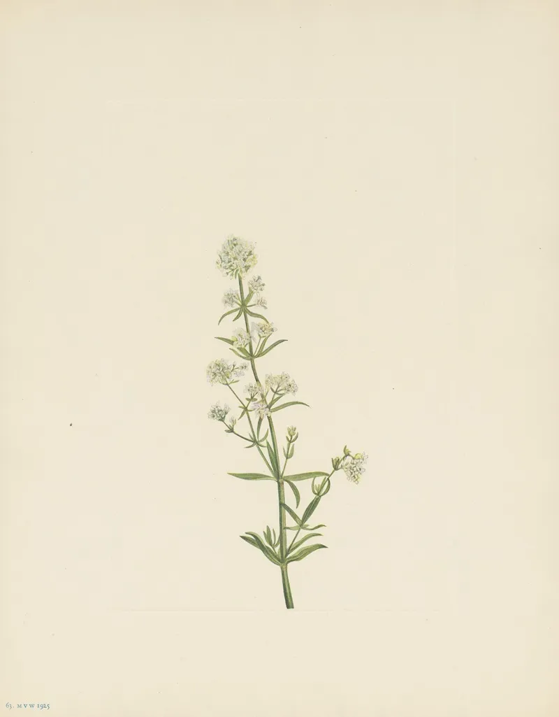 Northern Bedstraw Galium Boreale 3