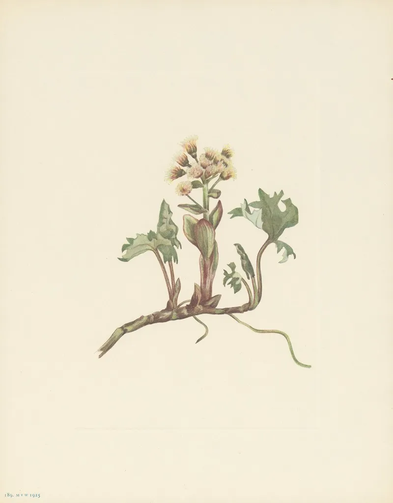 Northern Butterbur Petasites Hyperboreus 3