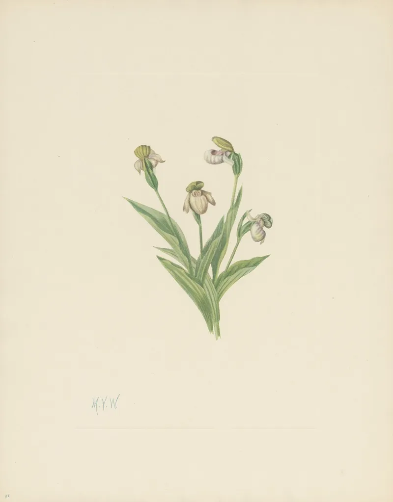 Northern Ladyslipper Cypripedium Passerinum 2