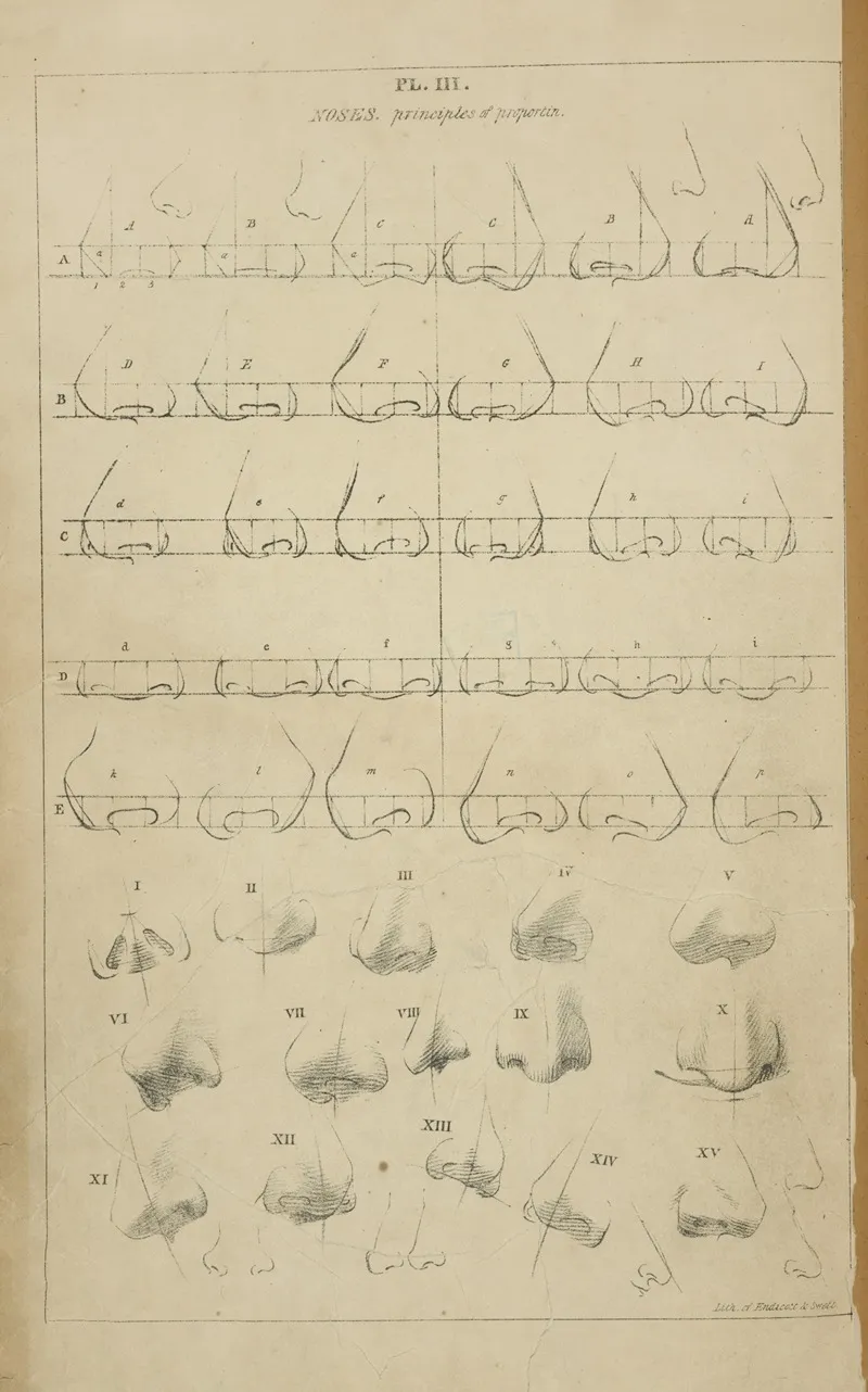 Noses Principle Of Proportion