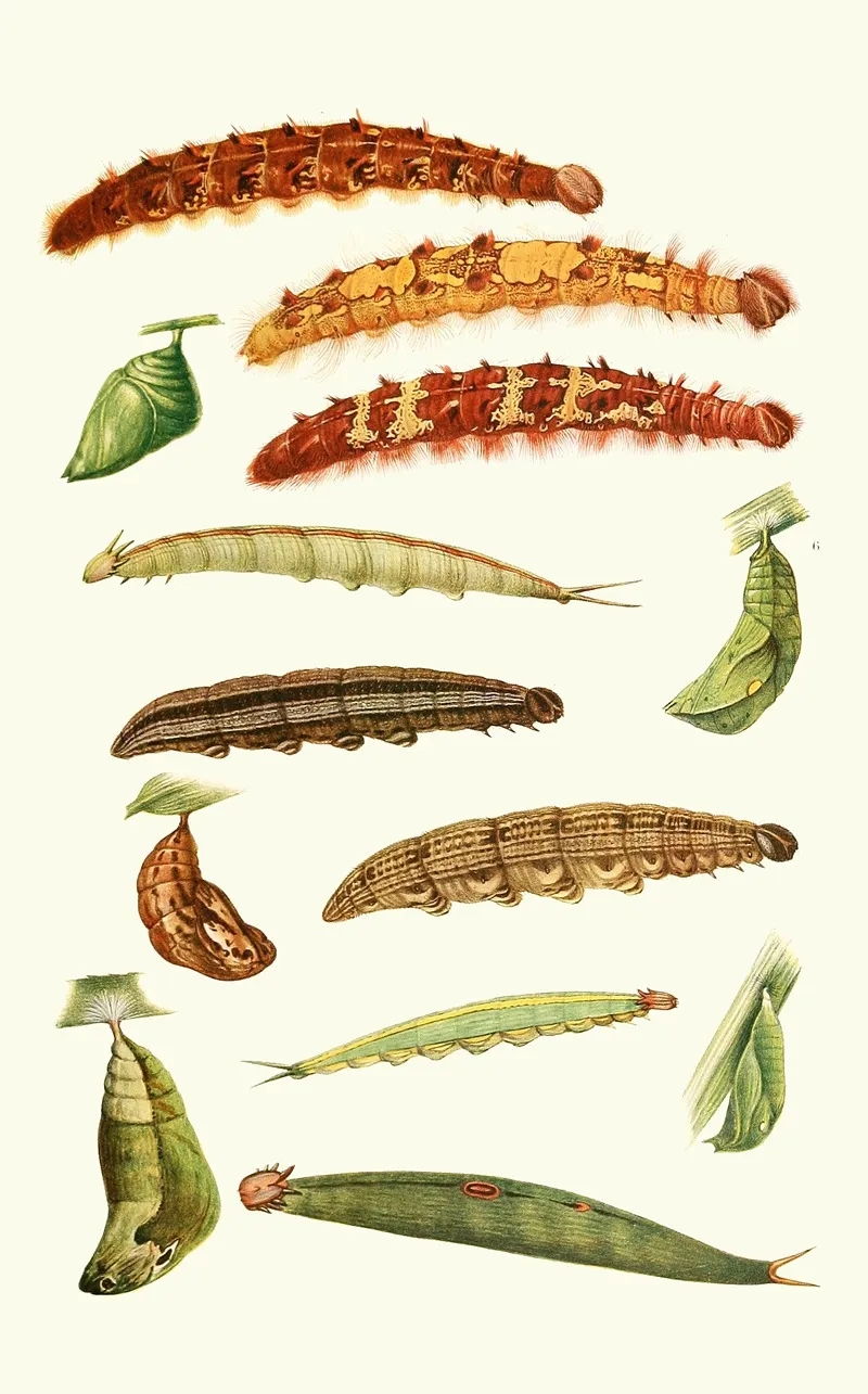 Novitates Zoologicae Pl 4