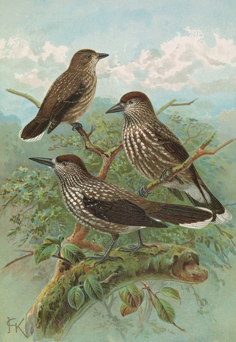 Nucifraga Caryocatactes