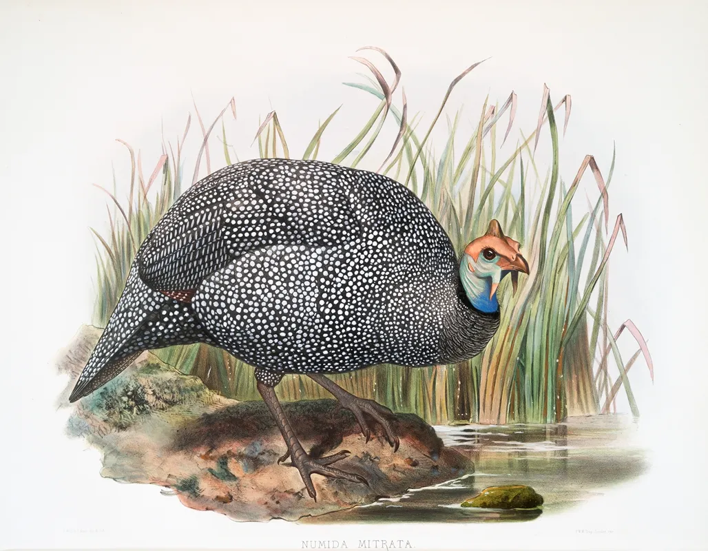 Numida Mitrata 2 by Joseph Smit - Canvas Print