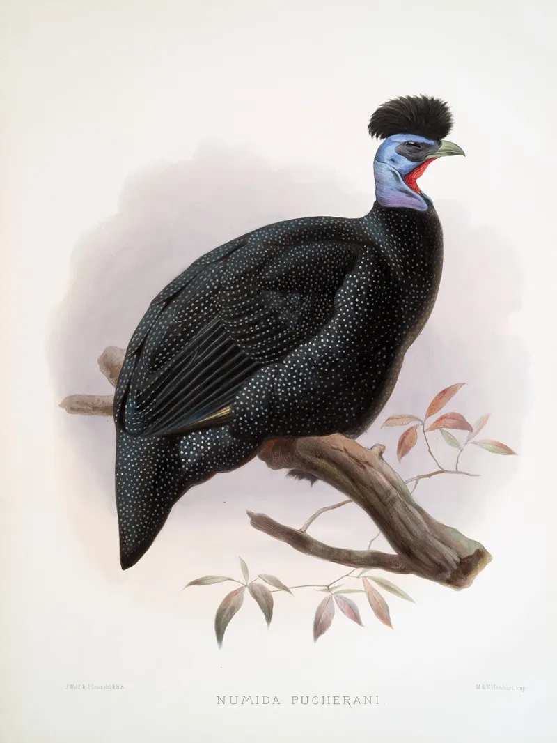 Numida Pucherani 2 by Joseph Smit - Canvas Print