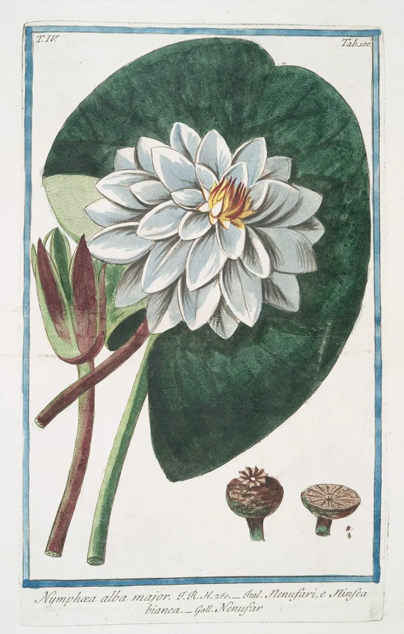 Nymphae Alba Major Nenufari E Ninefa Ea Bianca Nenufar White Water Lily