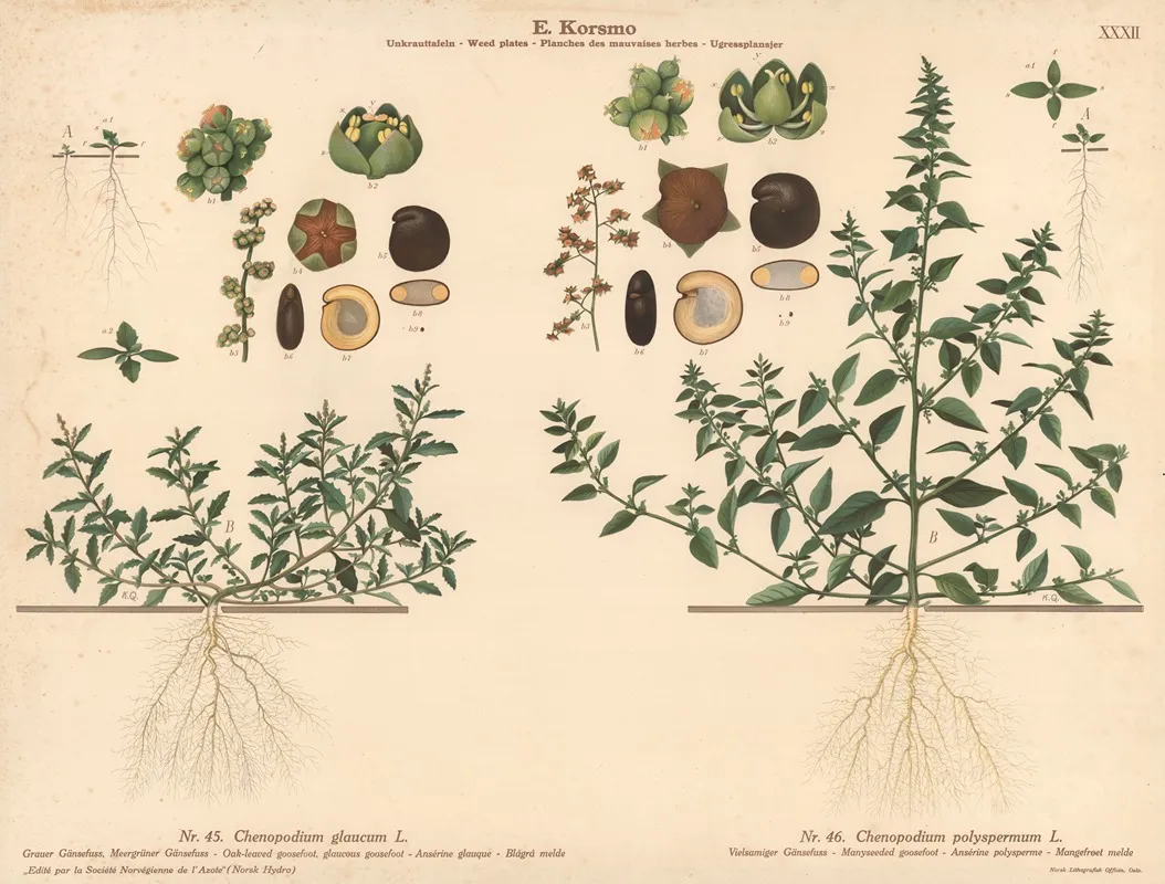 Oak Leaved Goosefoot Glaucous Goodsefoot Manyseeded Goosefoot