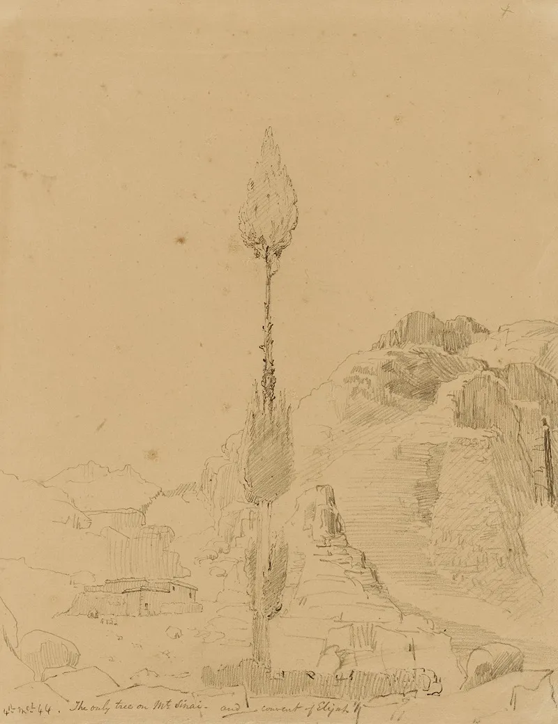 Oak Tree On Mt Sinai