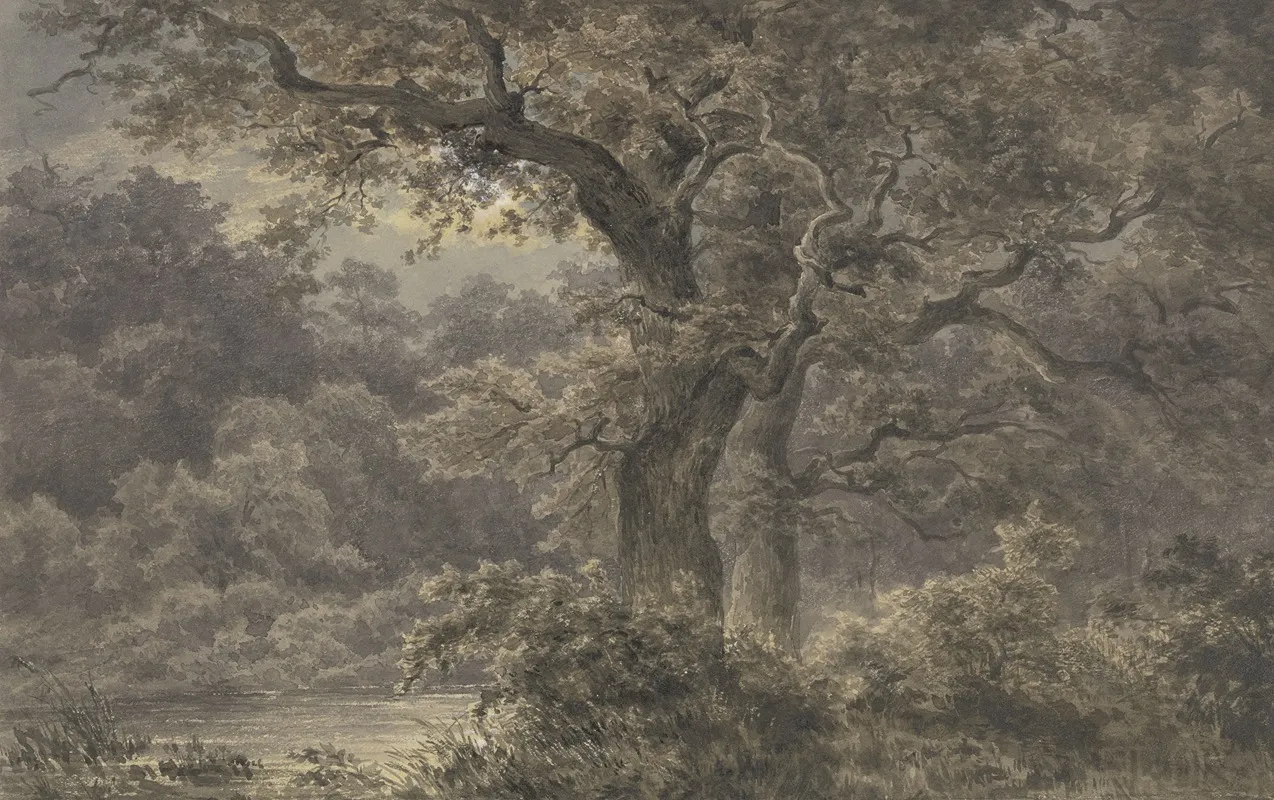 Oak Trees In The Forest