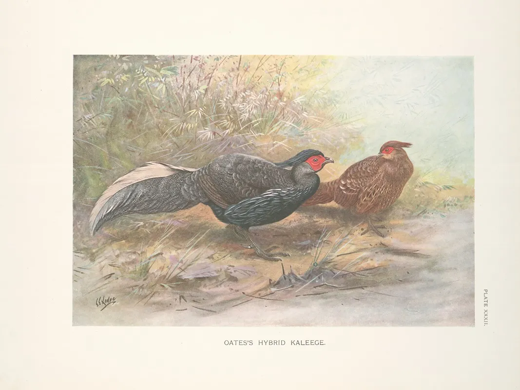 Oatess Hybrid Kaleege 2