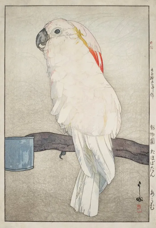 Obatan Omu Obatan Parrot