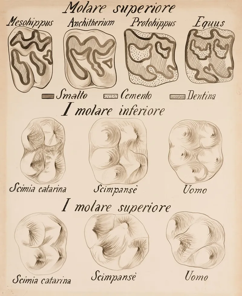 Occlusal Surfaces Of Molars Of Various Vertebrates