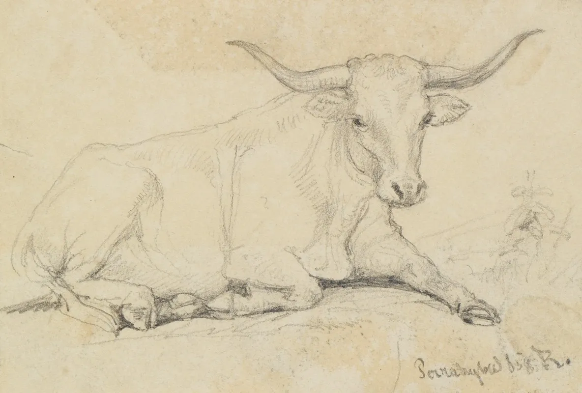 Ochsenstudie Liegend