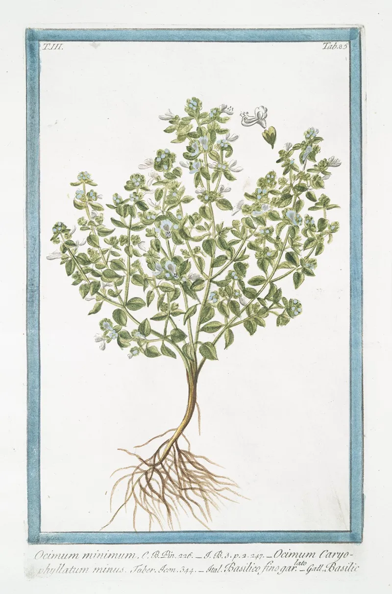 Ocimum Miinimum Ocimum Caryophyllatum Minus Basilico Fino Garlato Basilic Basil Bush