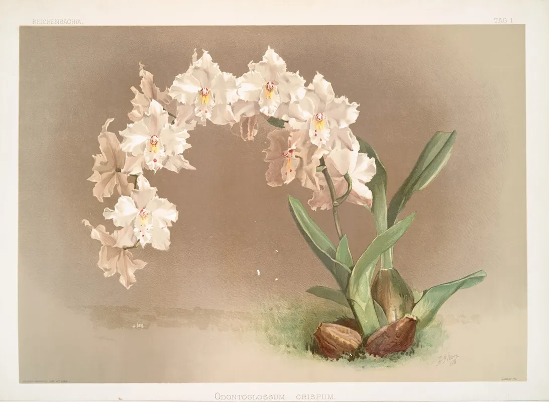 Odontoglossum Crispum by Frederick Sander - Canvas Print