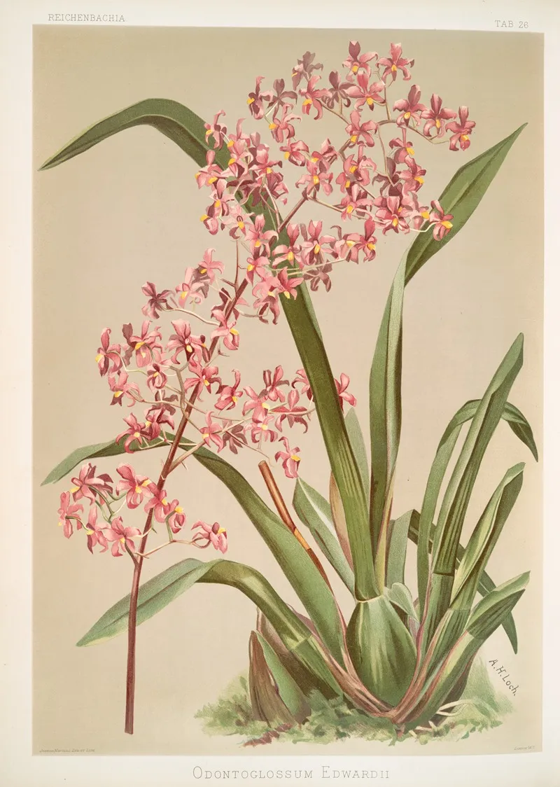 Odontoglossum Edwardii by Frederick Sander - Canvas Print