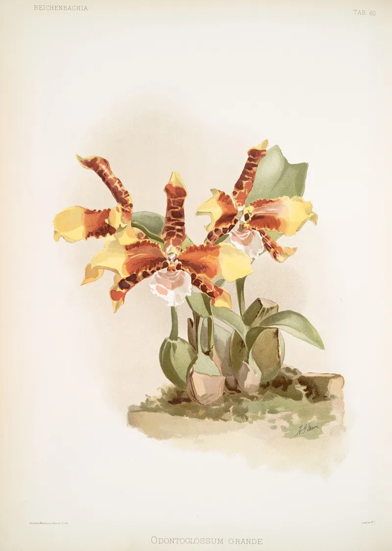Odontoglossum Grande 3 by Frederick Sander - Canvas Print