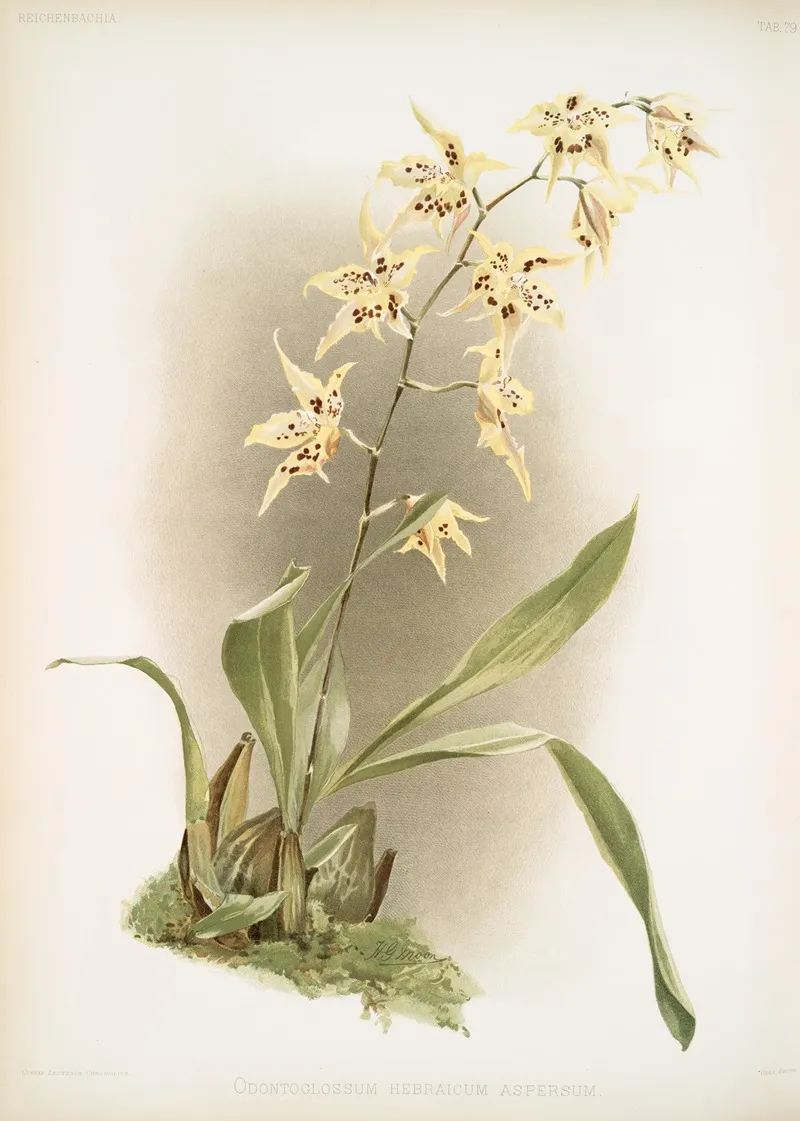 Odontoglossum Hebraicum Aspersum by Frederick Sander - Canvas Print