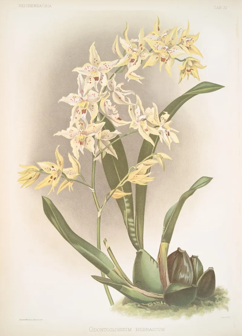Odontoglossum Hebraicum by Frederick Sander - Canvas Print