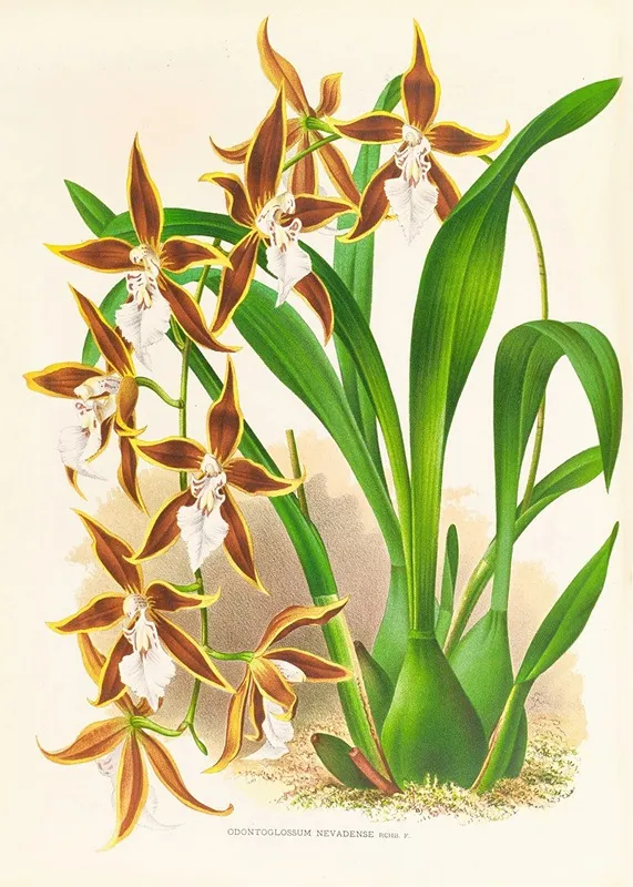 Odontoglossum Nevadense 2