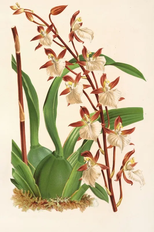 Odontoglossun Bietoniense