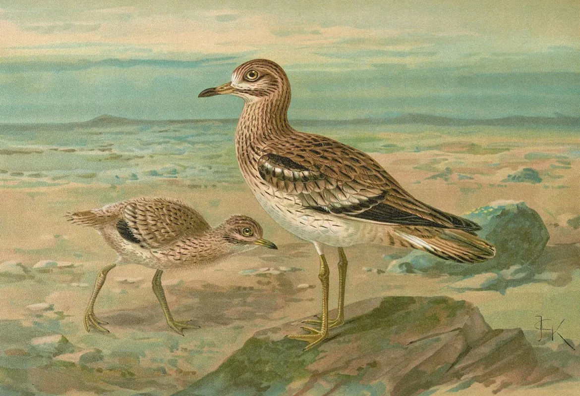 Oedicnemus Oedicnemus