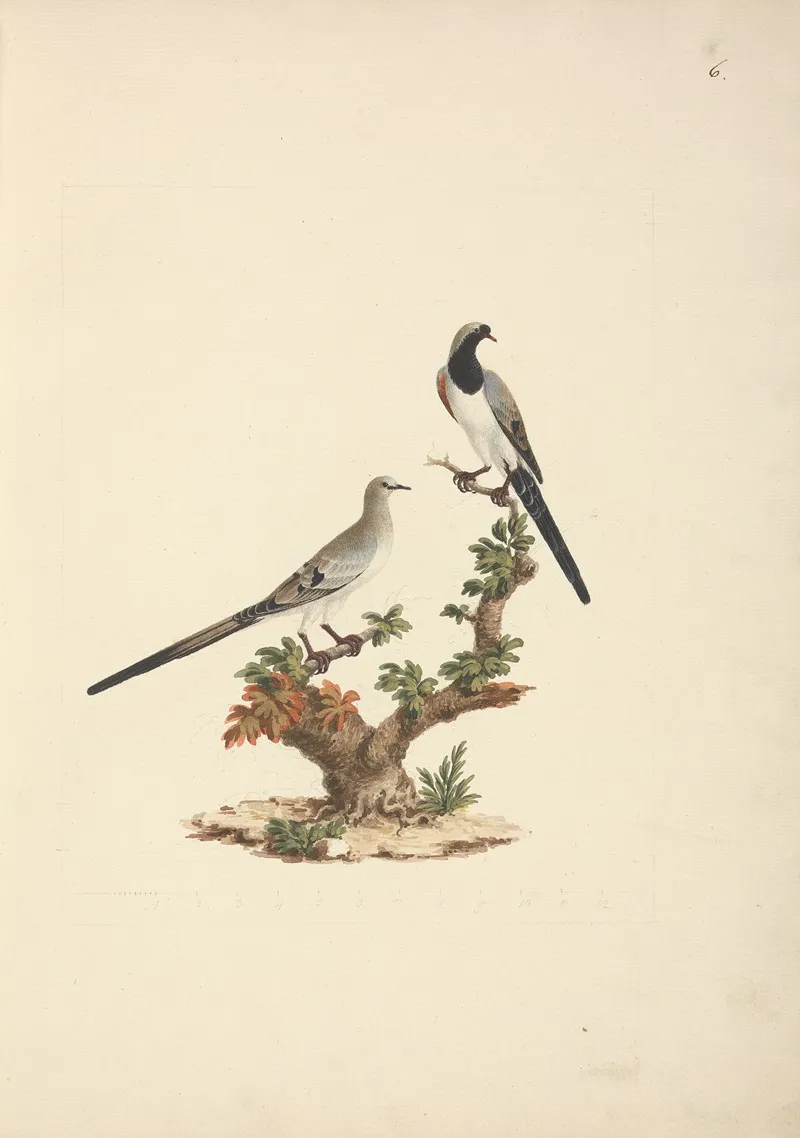 Oena Capensis Namaqua Dove