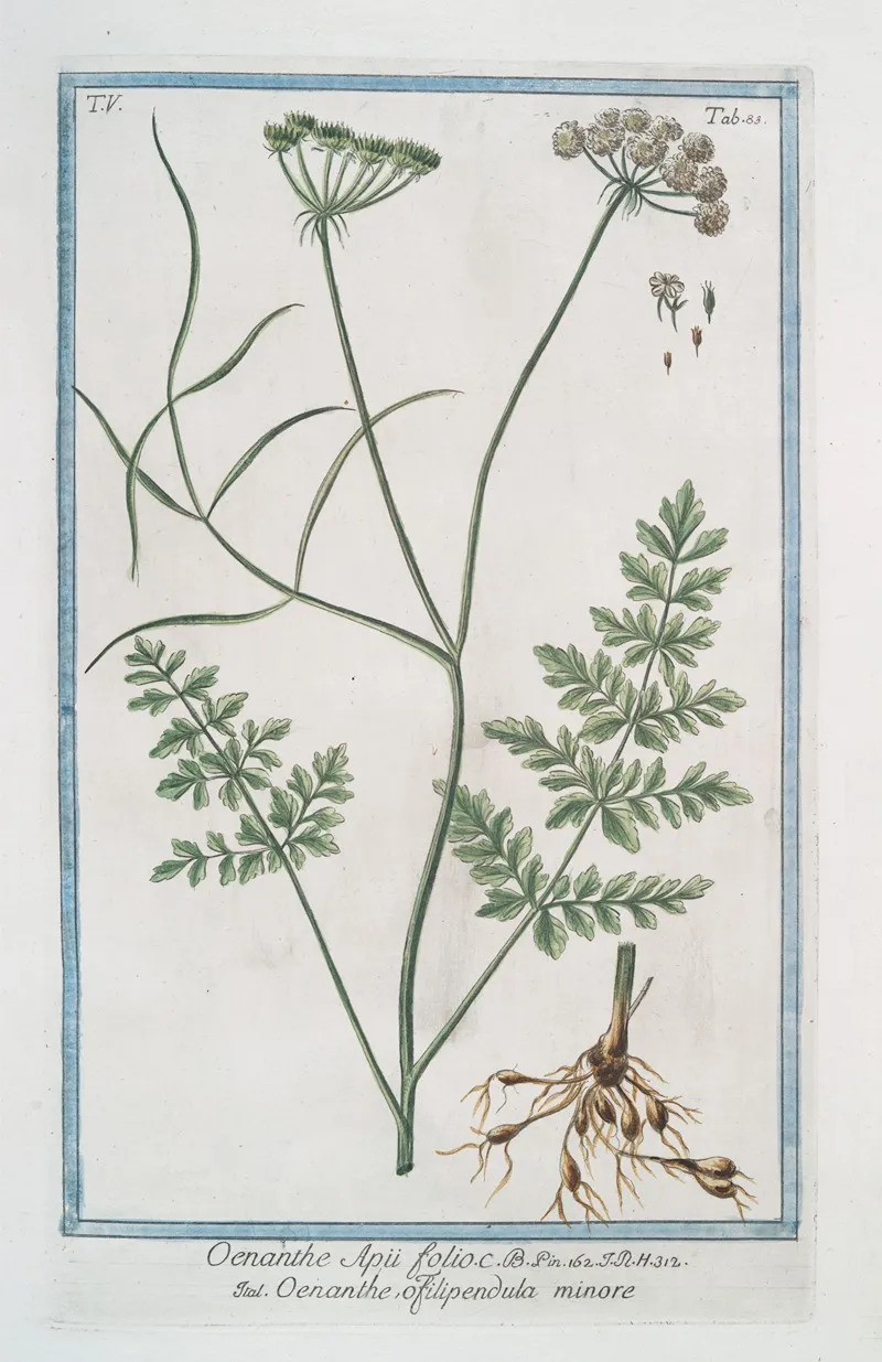 Oenanthe Apii Folii Oenanthe O Filipendula Minore Water Dropwort