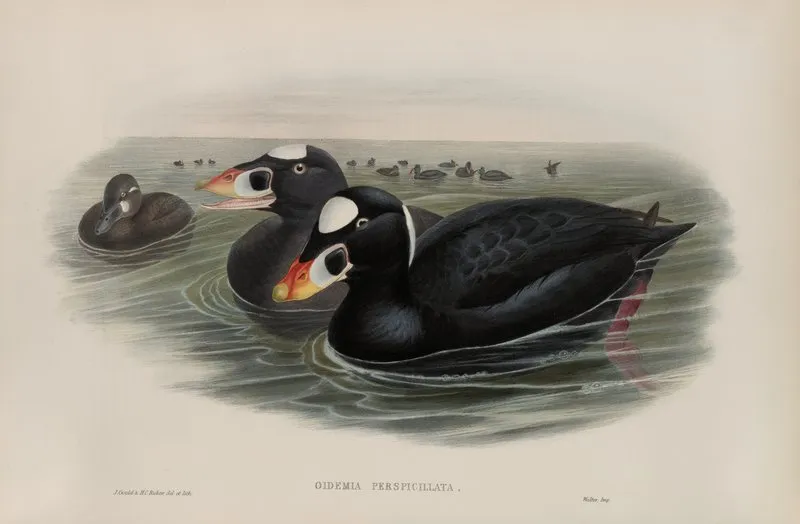 Oidemia Perspicillata Surf Scoter
