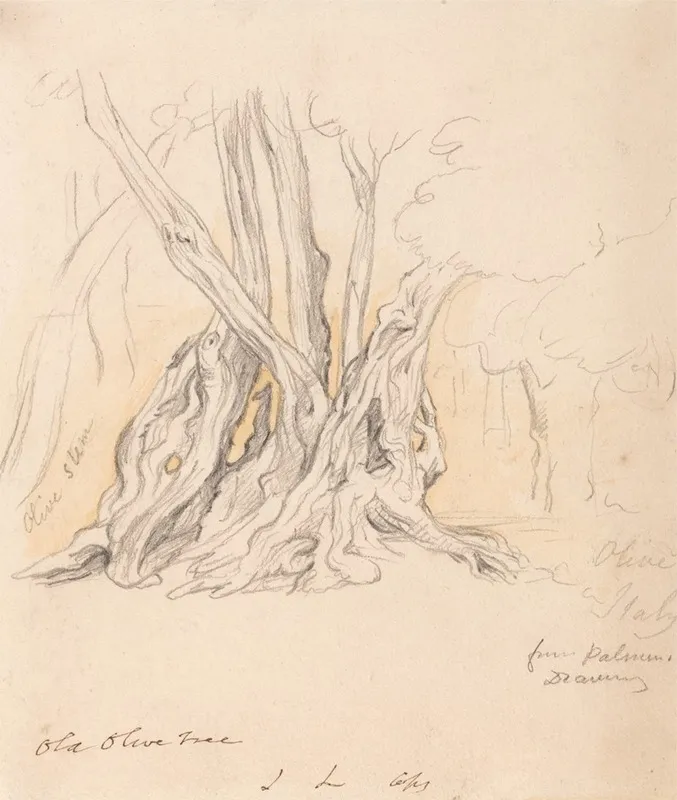 Old Olive Tree 2 by John Linnell - Canvas Print