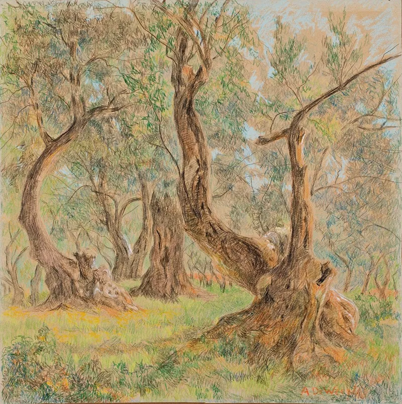 Old Olive Trees 2 by Anna De Weert - Canvas Print