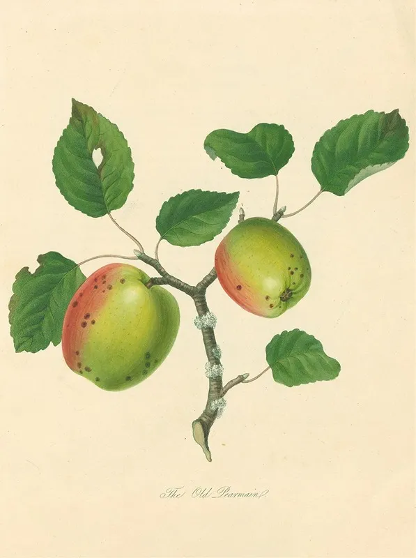 Old Pearmain