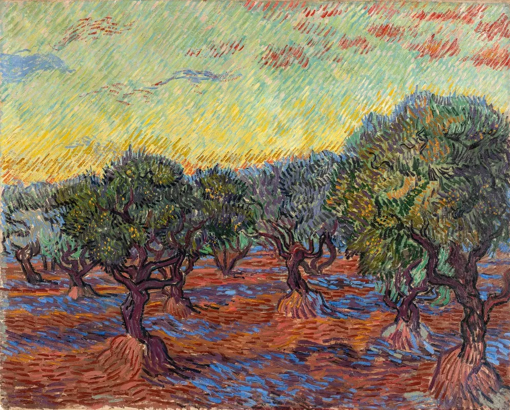 Olive Grove Saint Remy by Vincent van Gogh - Canvas Print