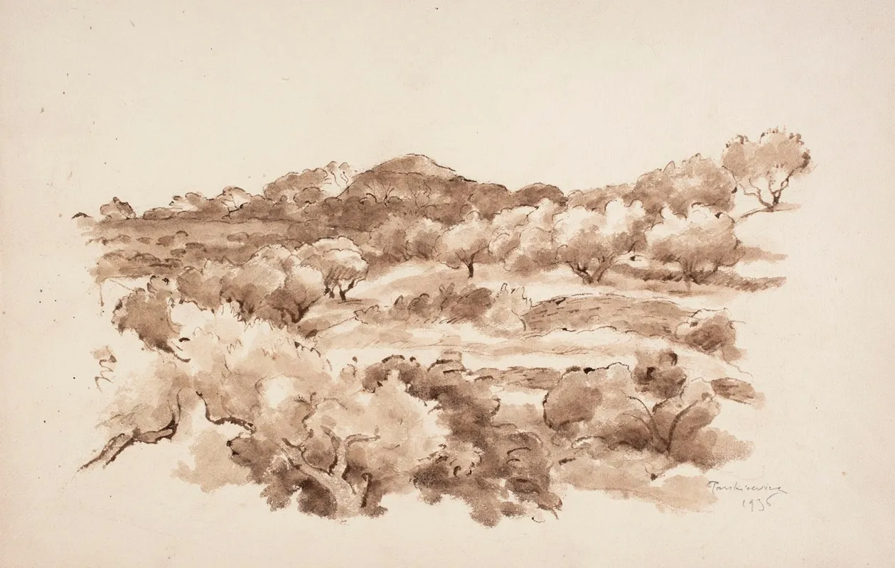 Olive Groves In La Ciotat by Józef Pankiewicz - Canvas Print