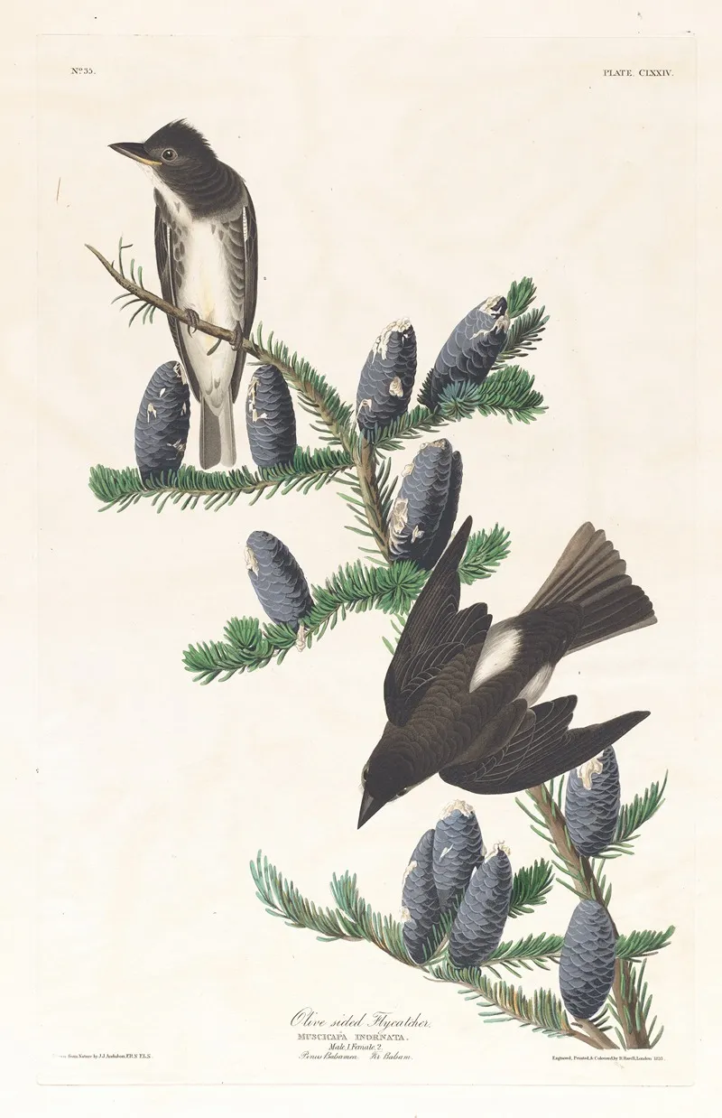 Olive Sided Flycatcher