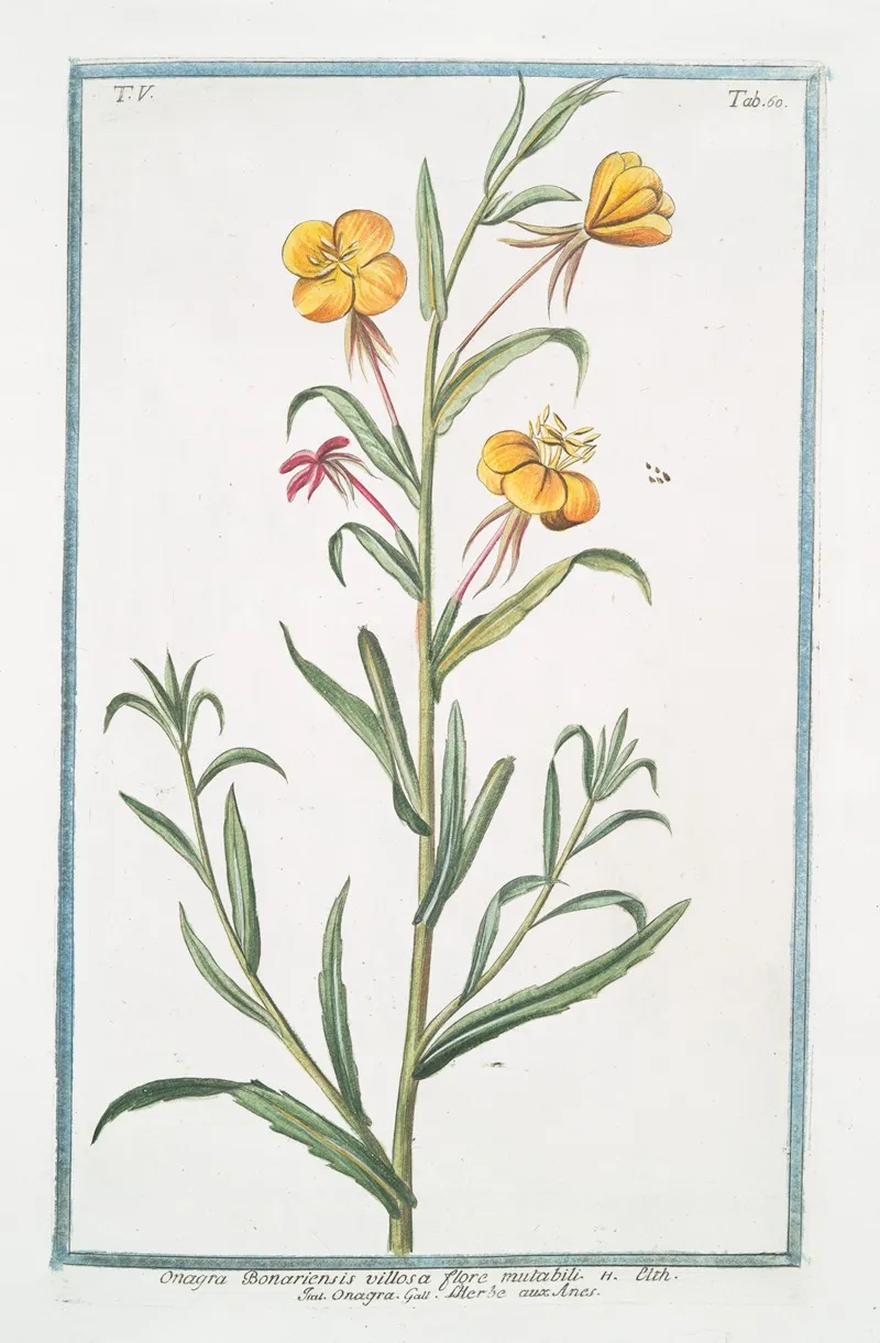 Onagra Bonariensis Villosa Flore Mutabili Onagra Lherbe Aux Anex