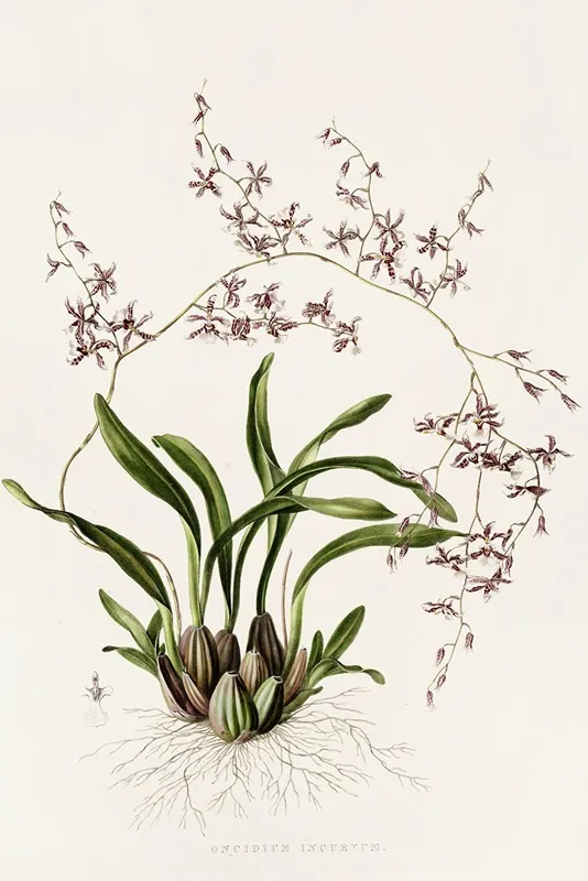 Oncidium Incurvum