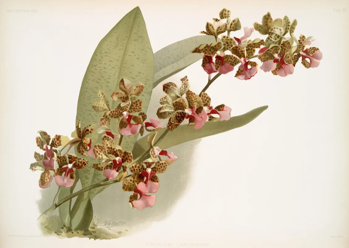 Oncidium Lanceanum by Frederick Sander - Canvas Print