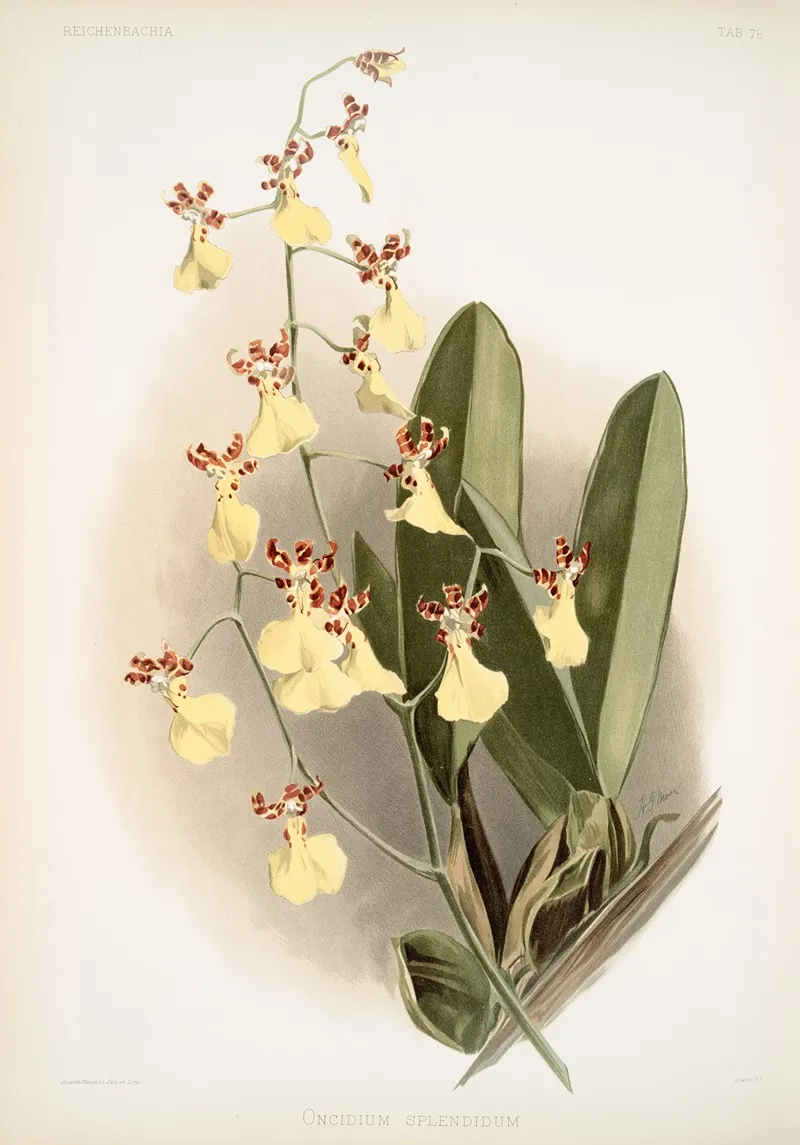 Oncidium Splendidum by Frederick Sander - Canvas Print