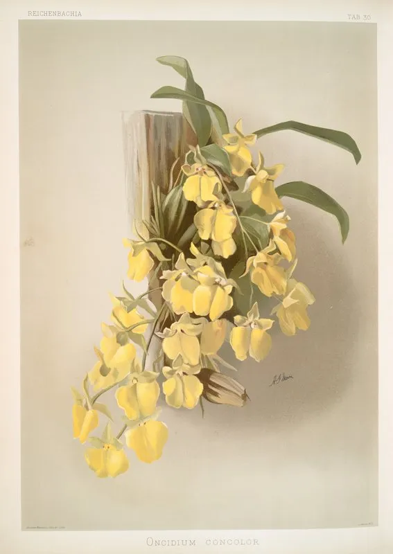 Onicidium Concolor by Frederick Sander - Canvas Print